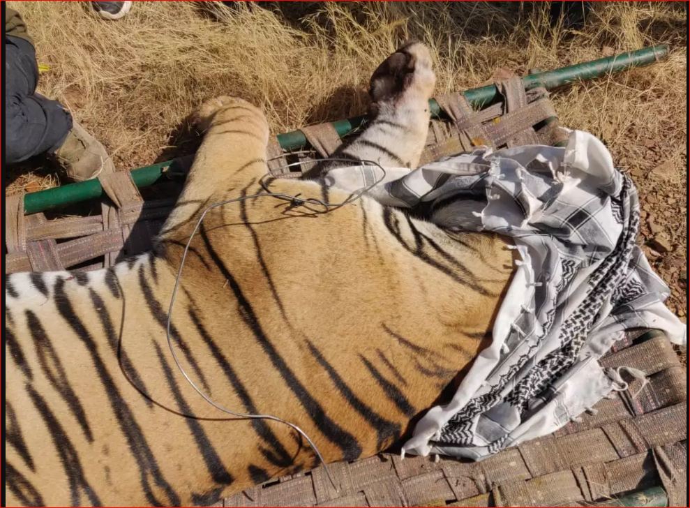 tigers in ranthambore park