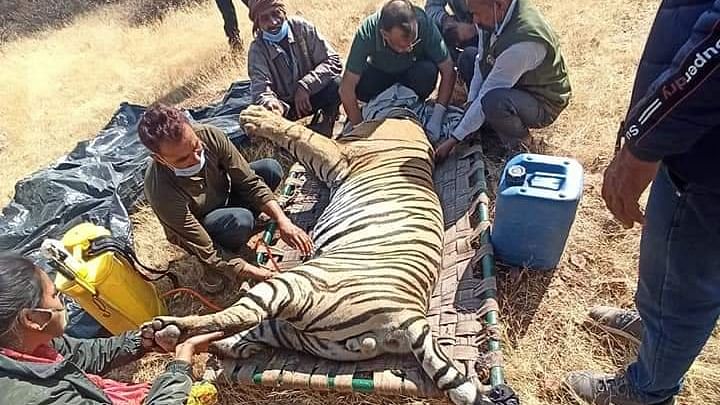 tiger in ranthambore national park