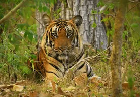 tiger in ranthambore