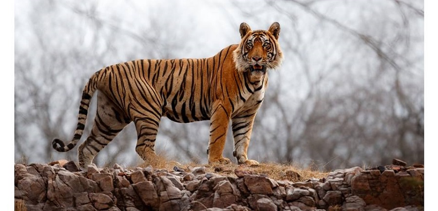 ranthambore wildlife