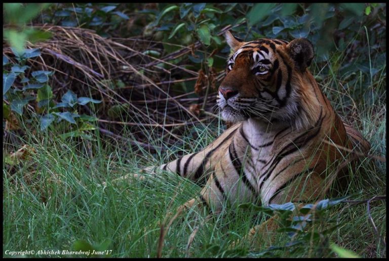 A Monsoon Gift for the Wildlife Enthusiasts - Ranthambore Tiger Reserve ...