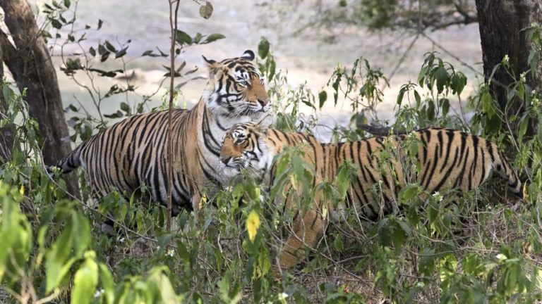 A Tiger in Ranthambore Got Seriously Injured by the Porcupine Quills ...