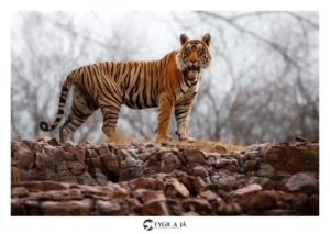 ranthambore national park tour