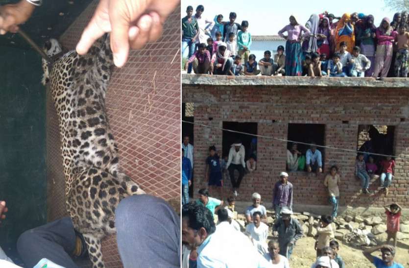 leopard in ranthambore