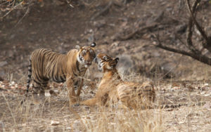 Sultan (T-72): a Fearless Emperor of the Ranthambore Forest