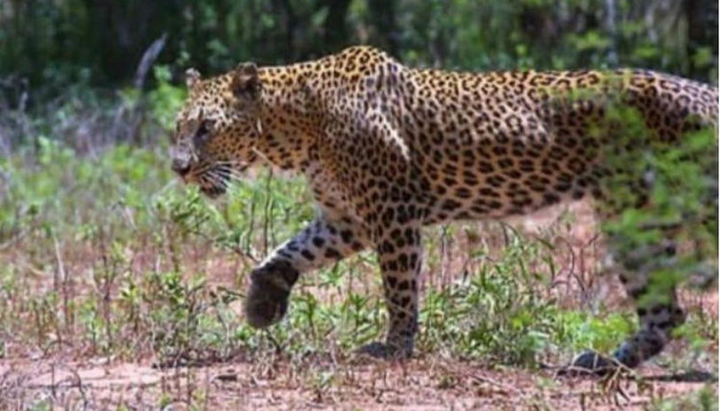 leopards in ranthambore national park