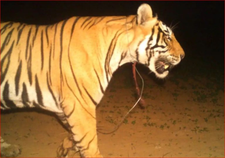 Ranthambore National Park Tiger Caught On Camera With A Wire Snares ...