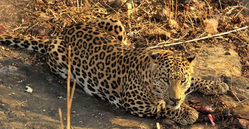 panther in ranthambore