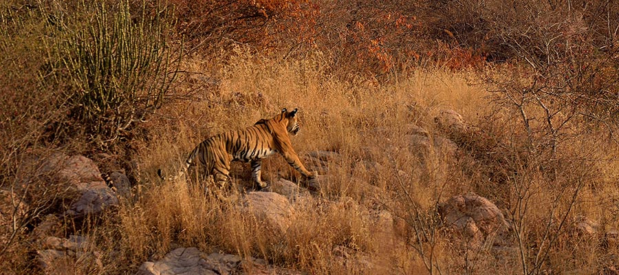 Ranthambore Safari Zones