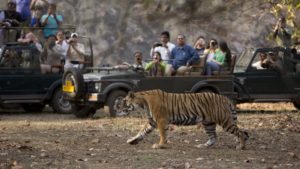 tigress sultana in ranthambore