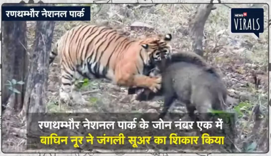 ranthambore-tigress-noor - Ranthambore National Park - Latest News & Blog