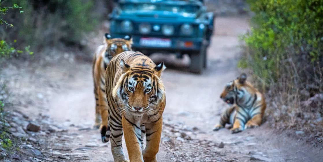 Planning a Solo Trip? Ranthambore National Park Is Worth a Visit ...