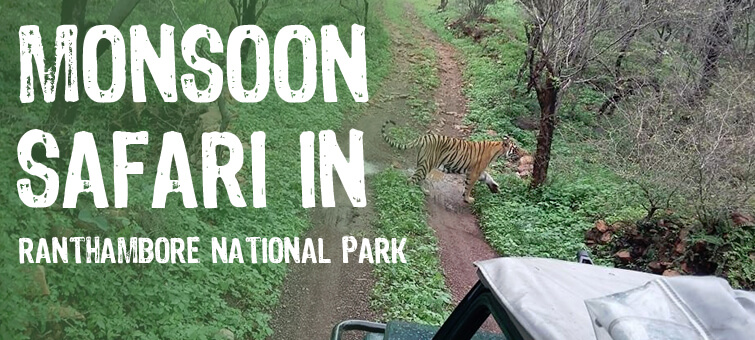 monsoon safari in ranthambore