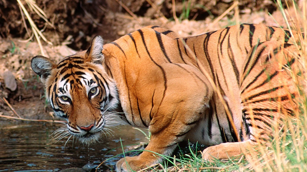 top activities in ranthambore