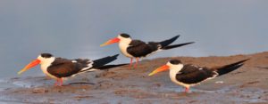 ranthambore birding