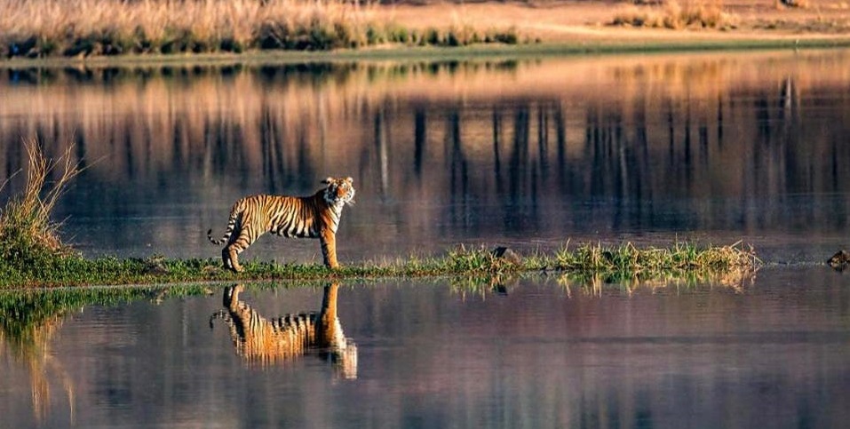 ranthambore guidelines