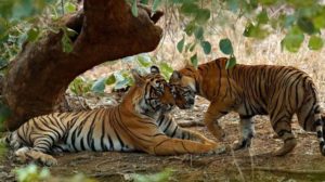 ranthambore wildlife