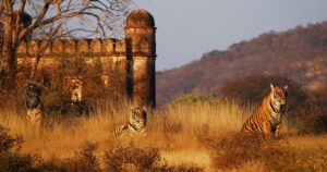 ranthambore adventure