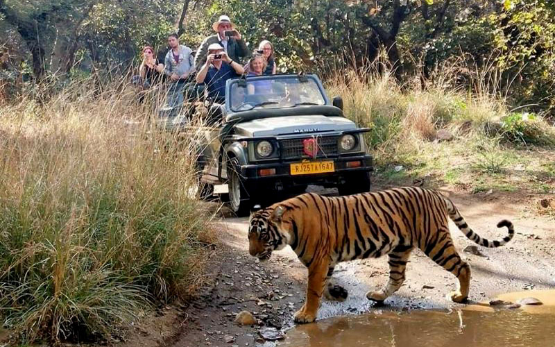 ranthambore jungle safari