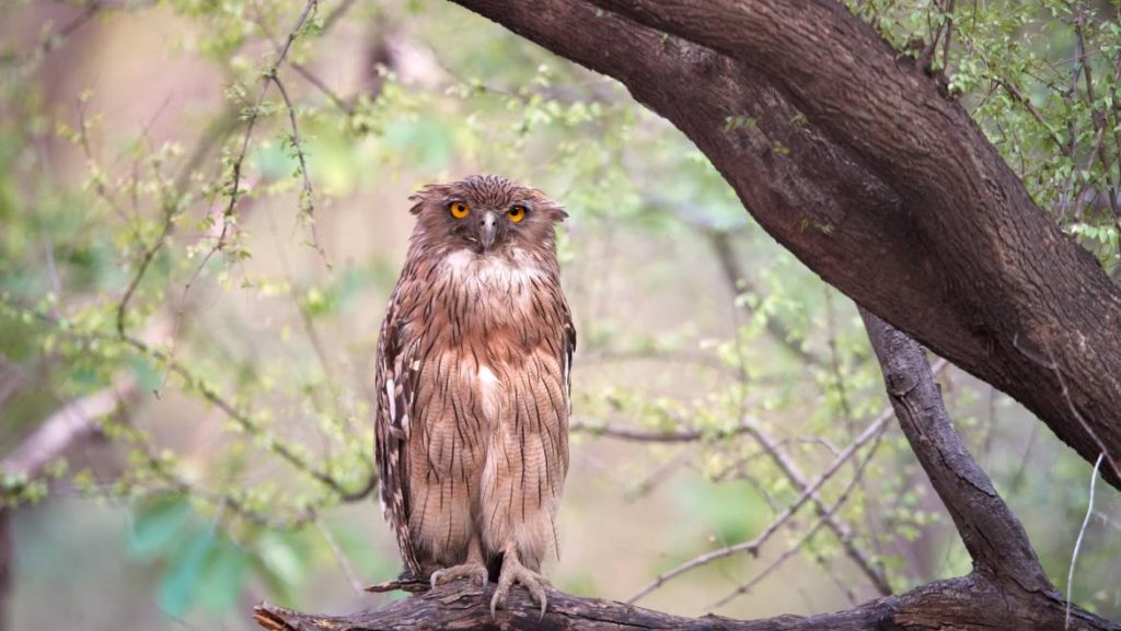 ranthambore bird watching