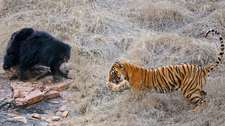 here-s-some-interesting-facts-about-sloth-bears-found-in-india