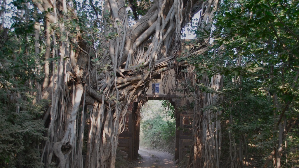 ranthambore trees