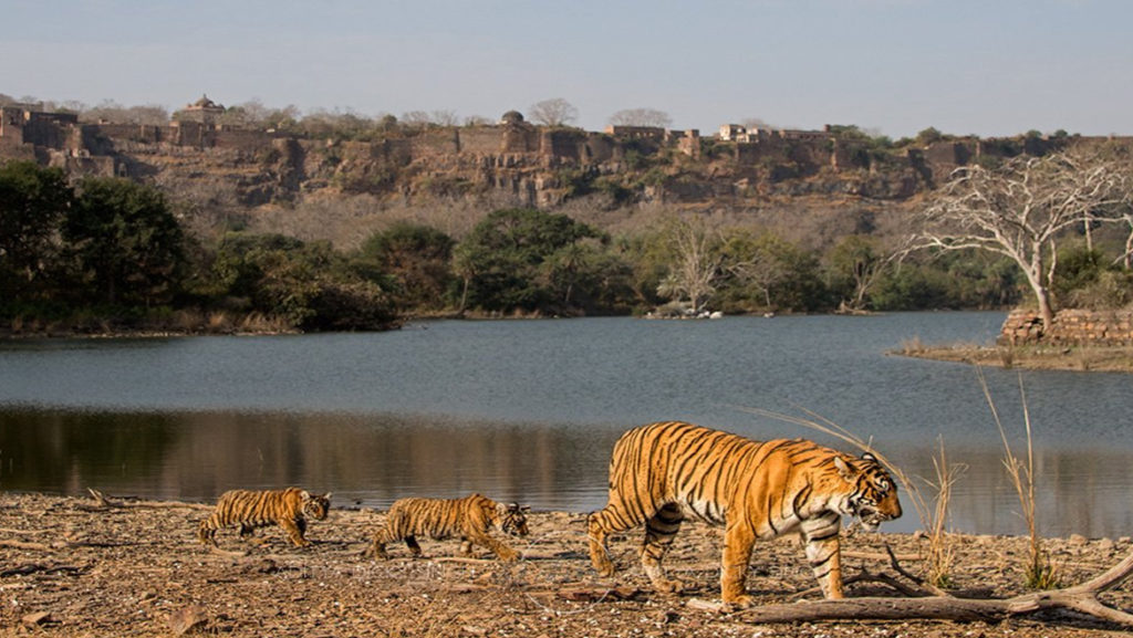 ranthambore wildlife