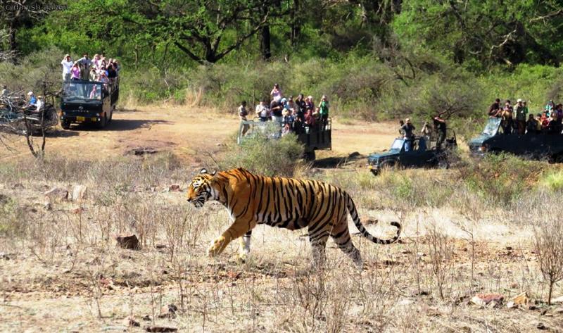 ranthambore safari