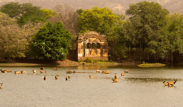 padam talab ranthambore