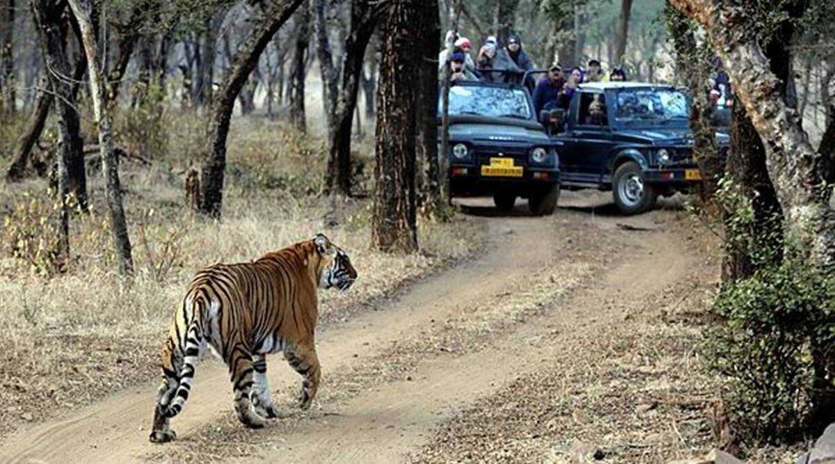 winter safari in ranthambore