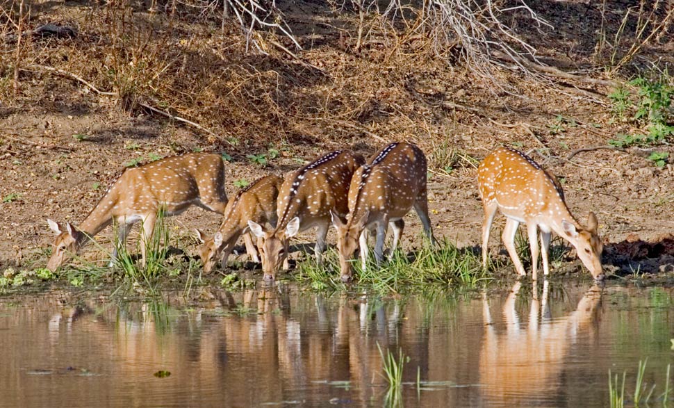 ranthambore vacation