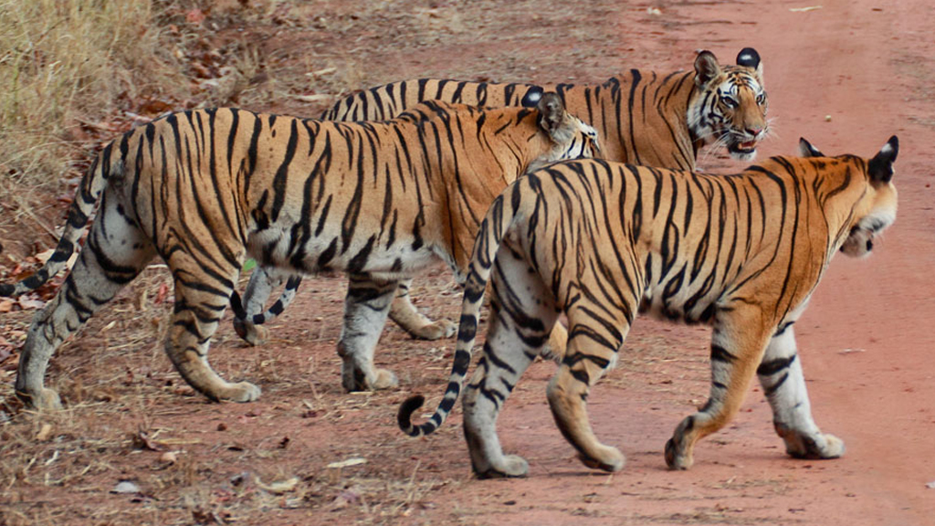 best time to visit ranthambore