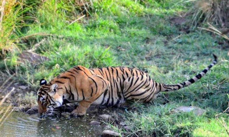 What is the Best Time to See Ranthambore National Park? - Ranthambore ...