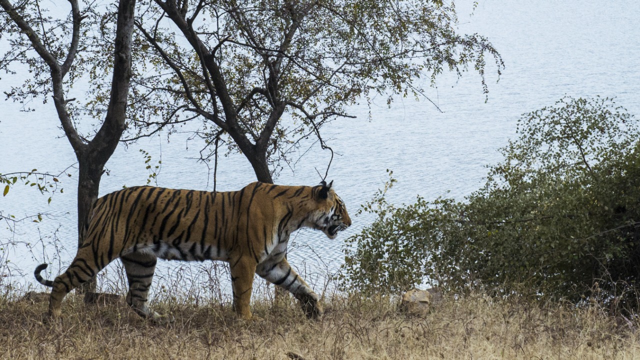 tiger of ranthambore