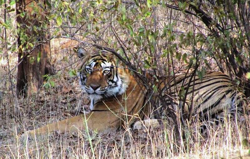 tiger in ranthambore