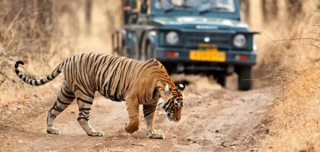 How to Plan the Perfect Trip to Ranthambore National Park ...