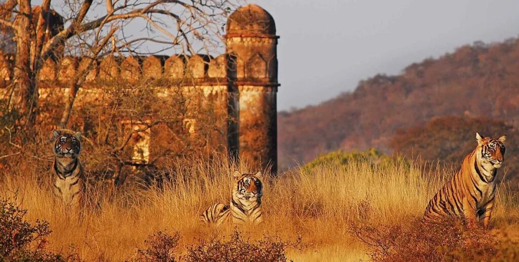 How to Spot Tigers in Ranthambore National Park - Ranthambore National ...