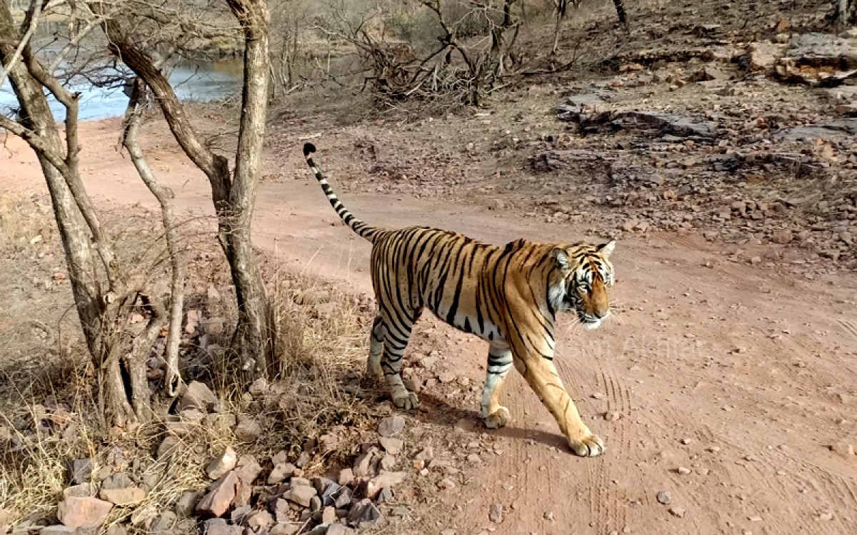 ranthambore tigress