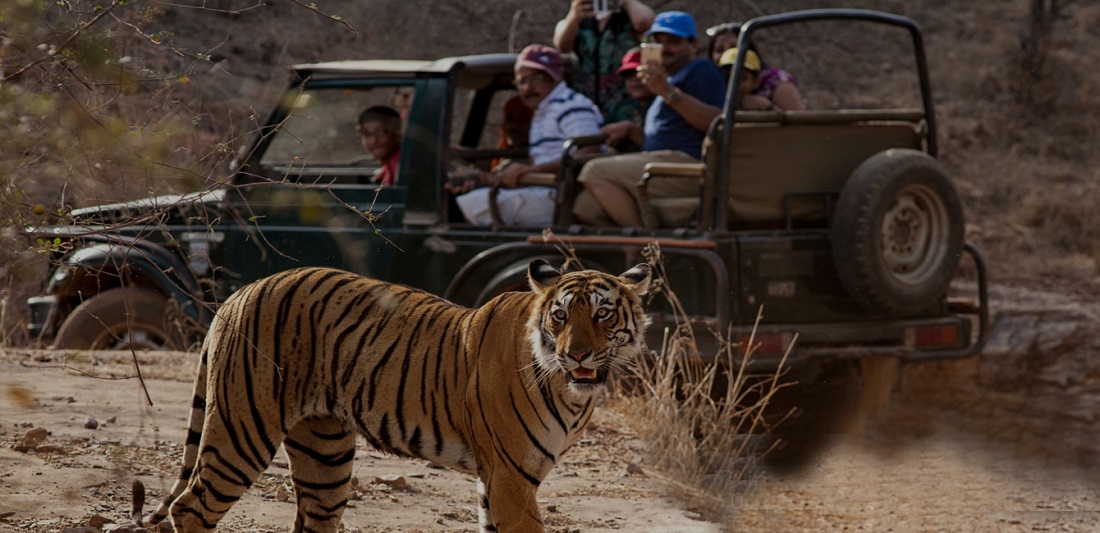 bengal tiger