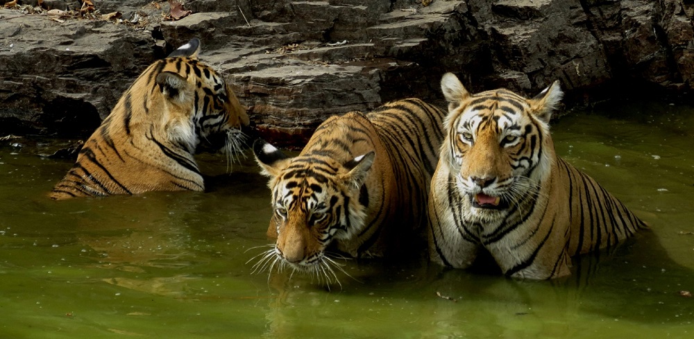 ranthambore wildlife