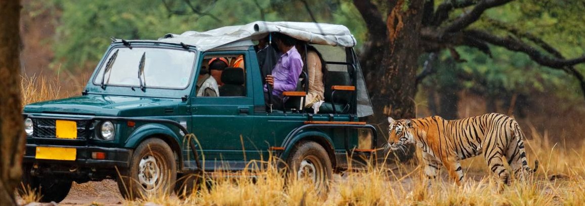 safari in ranthambore