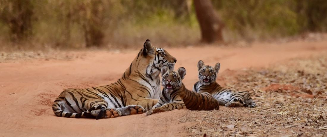 jaipur tour with ranthambore tour