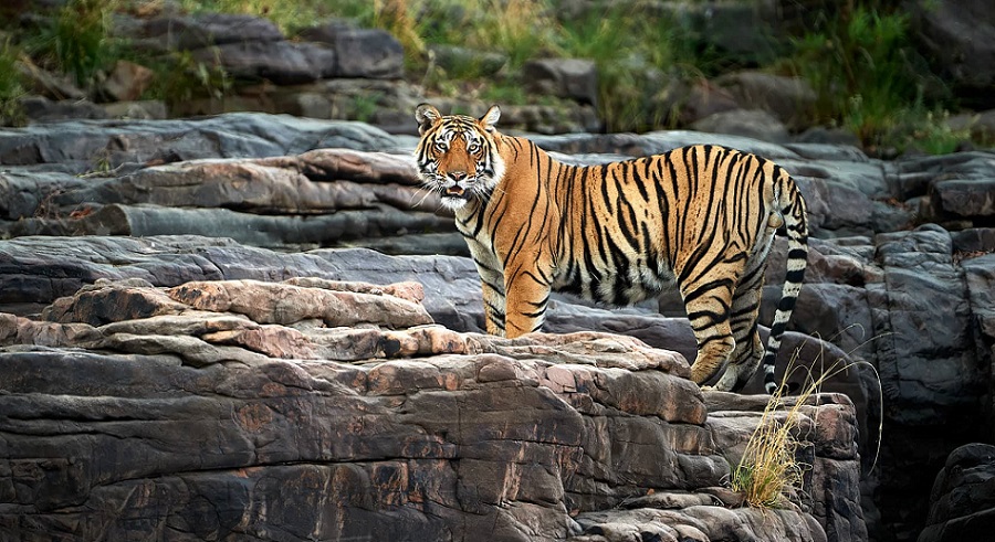 ranthambore tour with friendss