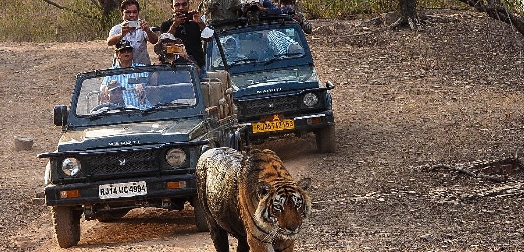 ranthambore safari tour