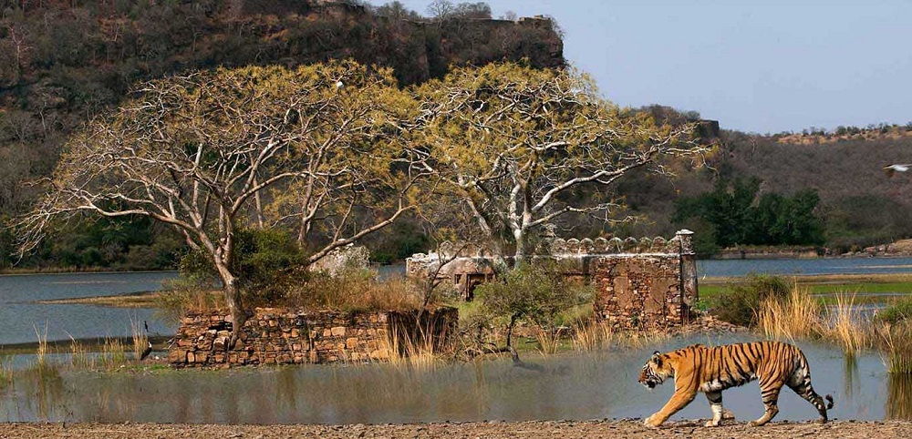 missing tiger in ranthambore