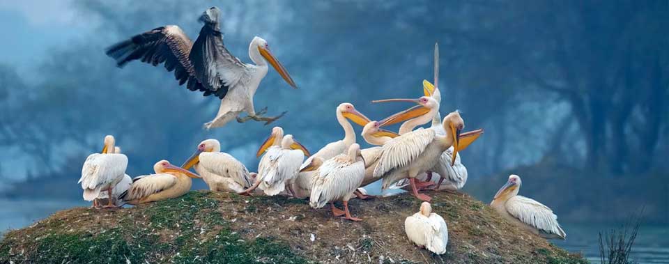 bharatpur sanctuary