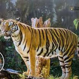 ranthambore safari