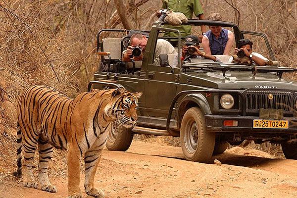 Day 05: Depart for Ranthambore National Park