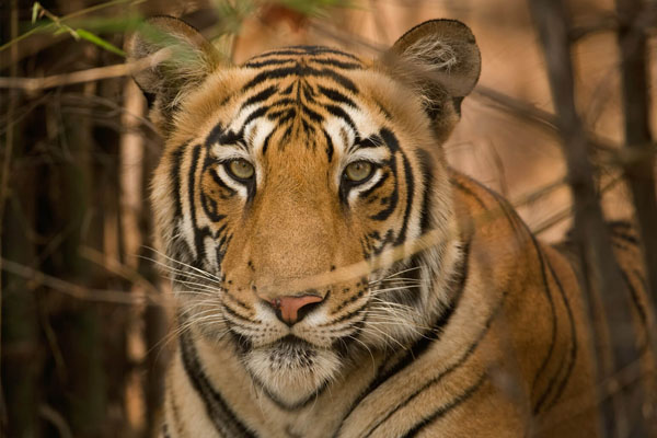 Day 06: Morning Jeep Safari in Ranthambore & Local Sightseeing