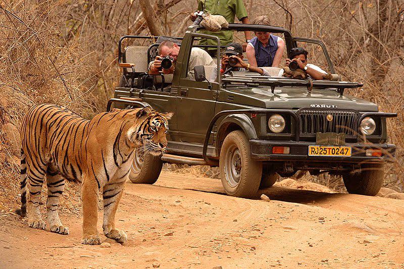 Ranthambore Holiday tour with 1 Jeep Safari
